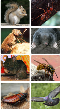 Pest Control Services