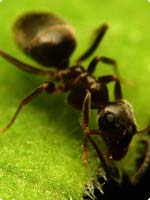 Ants Control