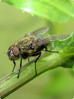 Cluster Fly