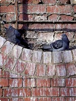 Bird Dropping