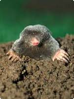 Moles