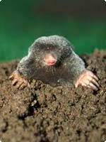 Moles Pest Control