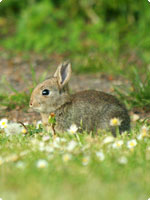 Garden Rabbit