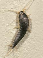 Silverfish