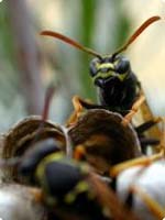 Wasps Control